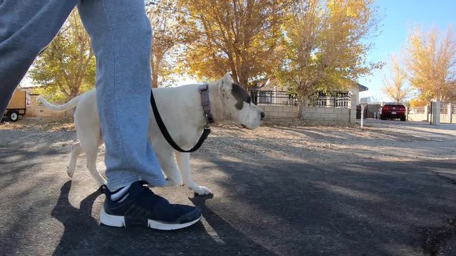 Walking pitbull