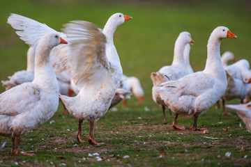 A flock of geese on a meadow. A goose of the group flutters.