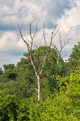 Fototapeta premium Typical landscape at swamp area of Imperial Pond (Carska bara), large natural habitat for birds and other animals from Serbia. Single old and dead tree isolated.