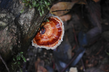 Red mushroom as know as Ganoderma Lucidum grow out of a log.