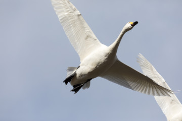 Fototapeta na wymiar 空を飛ぶ白鳥