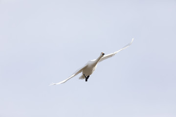 空を飛ぶ白鳥