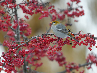 Pine Grosbeak  Female Eating Red Berries in Winter