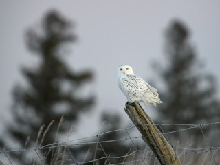 Snowy Owl Sitting on Fence Post , Portrait in Winter