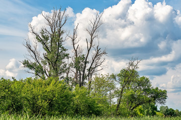 Obraz premium Typical landscape at swamp area of Imperial Pond (Carska bara), large natural habitat for birds and other animals from Serbia. Single old and dead tree isolated.