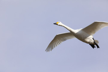 swan in flight