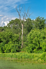 Fototapeta premium Typical landscape at swamp area of Imperial Pond (Carska bara), large natural habitat for birds and other animals from Serbia. Single old and dead tree isolated.