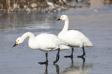 Fototapeta premium 氷の上を歩く白鳥