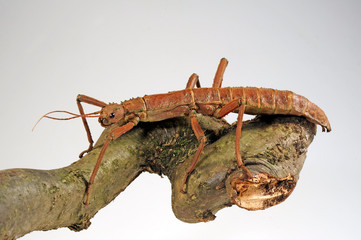 weibliche Panzerschrecke (Eurycantha insularis) - stick insect / female