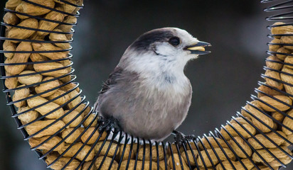 Canada Jay