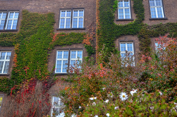 The walls of the old castle are covered with colorful ivy creeper plants in autumn