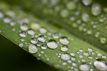 Water Drops