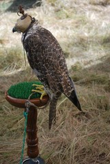 Raróg górski, Falco biarmicus