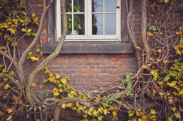 The walls and windows of the old castle are covered with colorful ivy creeper plants in autumn