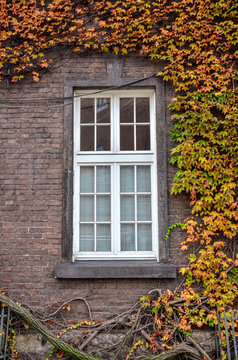 The walls and windows of the old castle are covered with colorful ivy creeper plants in autumn
