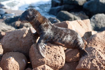 Baby seal on the rocks of North Seymour, Galapagos Islands