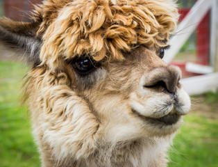 Alpaca