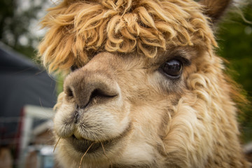 Alpaca