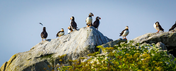 Puffins