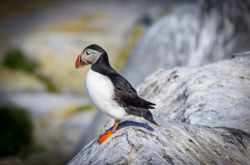 Puffins