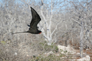 Red and Black Frigatebird on North Seymour, Galapagos Islands