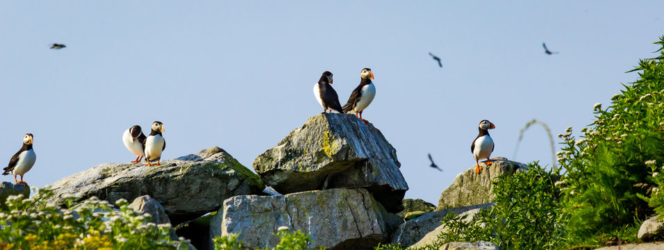 Puffins