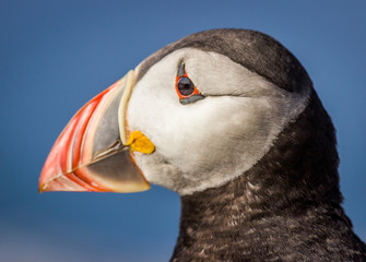 Puffins