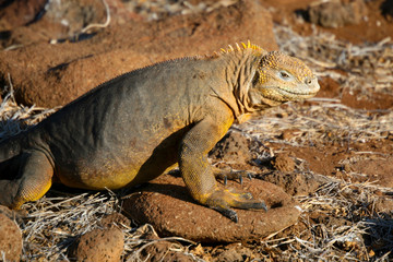 Land Iguana on North Seymour Island, Galapagos Islands