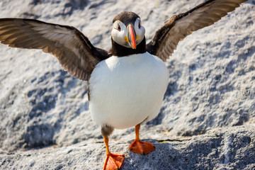 Puffins