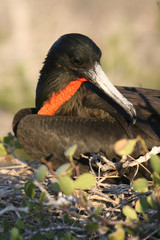 Red and Black Frigatebird on North Seymour, Galapagos Islands
