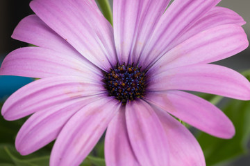 Obraz premium Pink Daisy