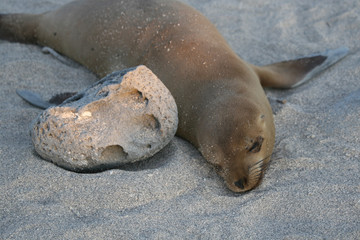 Sea Lion sleeping on the beach of North Seymour, Galapagos Islands