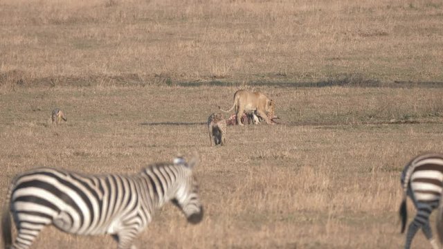 4K 60p clip of a female lion feeding on the skeleton of an overnight kill at serengeti national park in tanzania