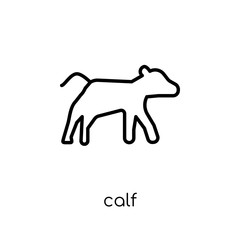 Calf icon. Trendy modern flat linear vector Calf icon on white background from thin line animals collection
