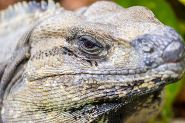 Iguana