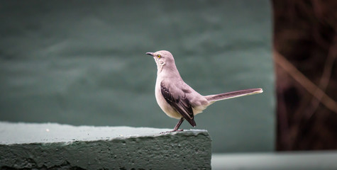 Tropical Mockingbird