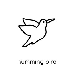 Humming bird icon. Trendy modern flat linear vector Humming bird icon on white background from thin line animals collection