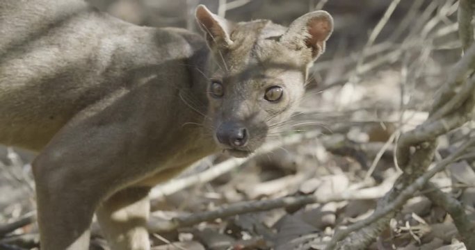 Wild fossa on forest floor in Madagascar, close up