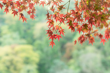 blurred maple leaves in autumn season with copy space for text.