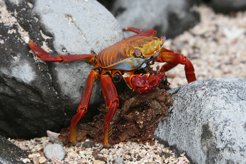 Orange Sally Lightfoot crab on the coastline of Floreana, Galapagos Islands