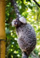 Tiny monkey in the woods of Paraty, Rio de Janeiro - Brazil.