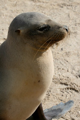 Naklejka premium Seal on the beach of Espanola Island, Galapagos Islands