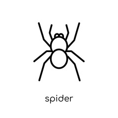 Spider icon. Trendy modern flat linear vector Spider icon on white background from thin line animals collection