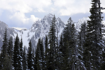 Mount Ranier National Park, WA, USA. 