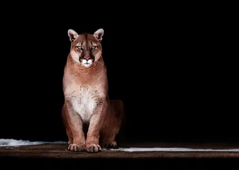 Deurstickers Portret van mooie Puma, Puma in het donker. Amerikaanse poema © Baranov