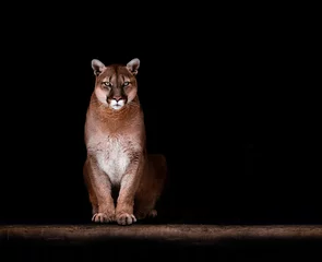 Tragetasche Porträt des schönen Pumas, Puma im Dunkeln. Amerikanischer Puma © Baranov