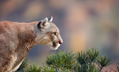 Portrait of Beautiful Puma. Cougar, mountain lion, puma, panther, striking pose, scene in the woods, wildlife America