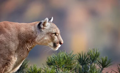Tuinposter Portret van mooie Puma. Cougar, poema, poema, panter, opvallende pose, scène in het bos, dieren in het wild Amerika © Baranov