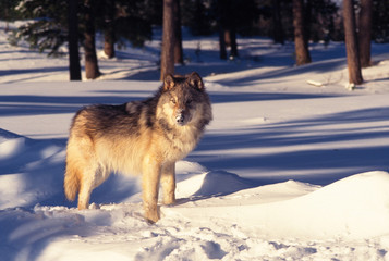 Alert Gray Wolf in Snow in a Forest