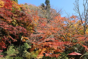 談山神社の紅葉